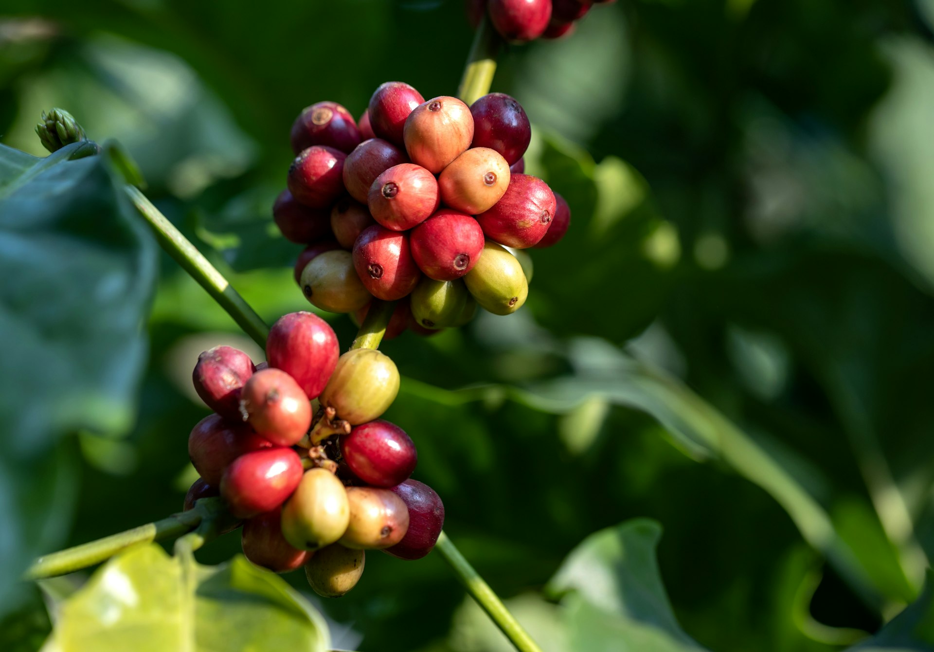 a close up of a bunch of coffee beans on a plant
